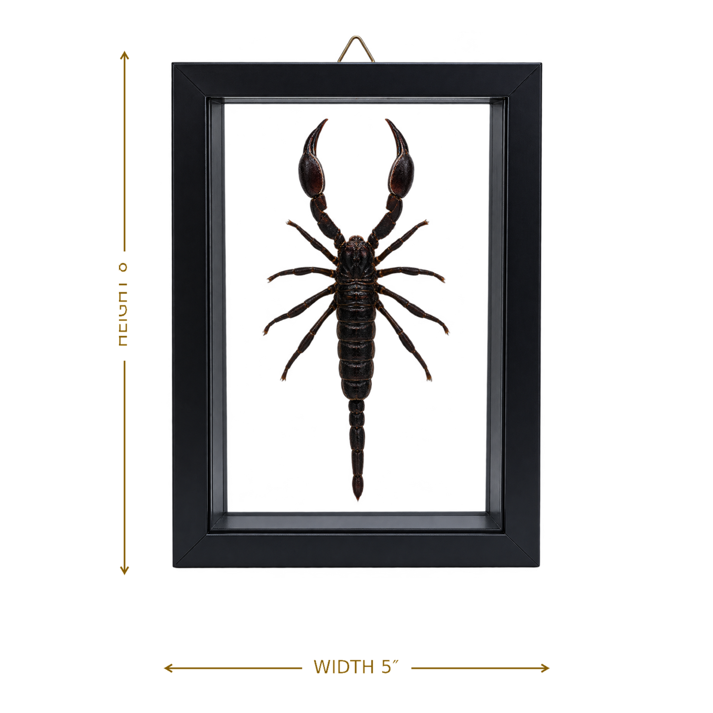 Framed Laos Forest Scorpion (Heterometrus laoticus)