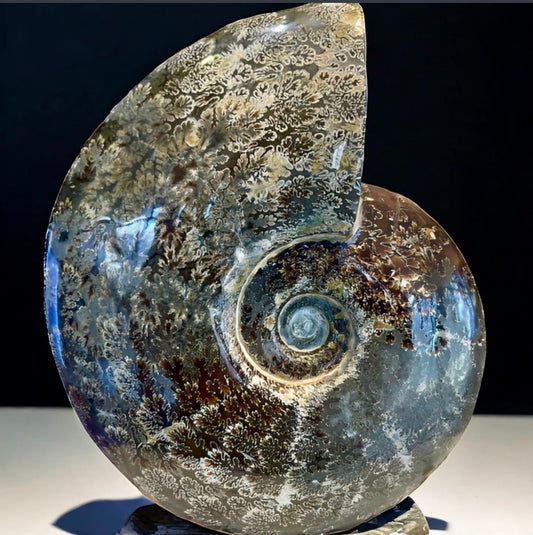 10 Inch Fossilized Ammonite
