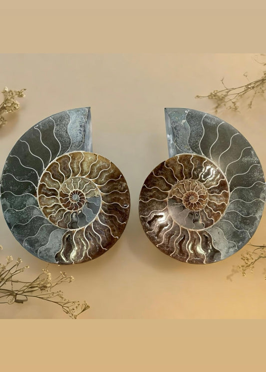 10 Inch Fossilized Ammonite (Pair)