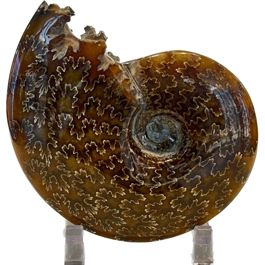 4 Inch Fossilized Ammonite