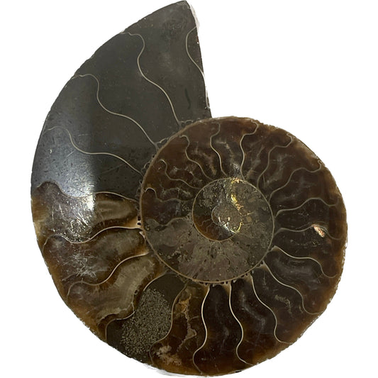 3 1/2 Inch Fossilized Ammonite (Pair)
