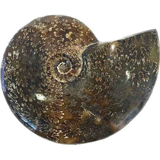 4 1/2 Inch Fossilized Ammonite