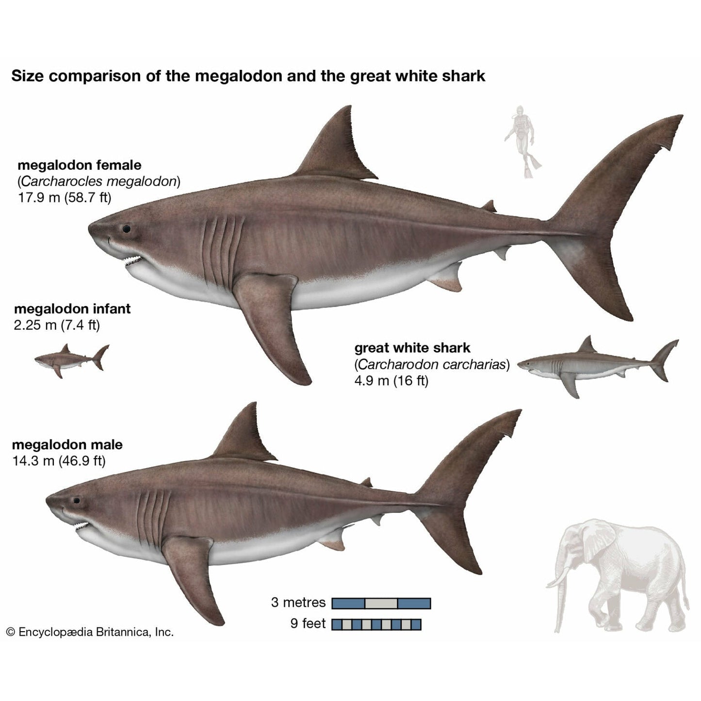 Genuine 4 Inches Megalodon Tooth
