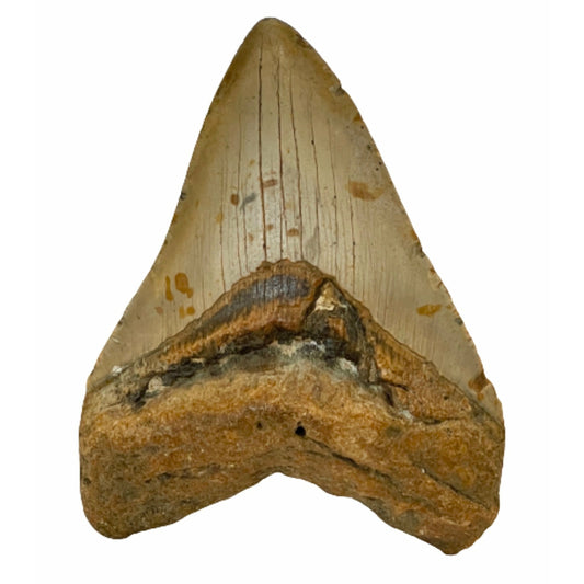 Genuine  4 Inches Megalodon Tooth