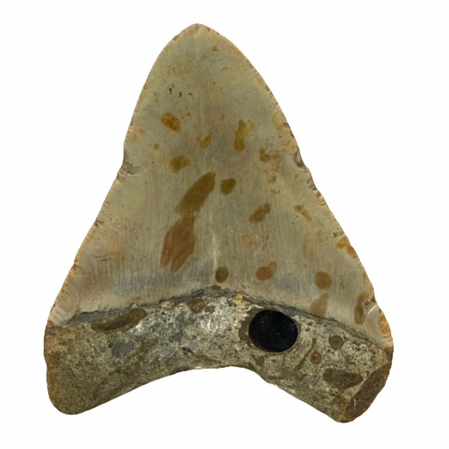 Genuine 4 Inches Megalodon Tooth With Worm Hole