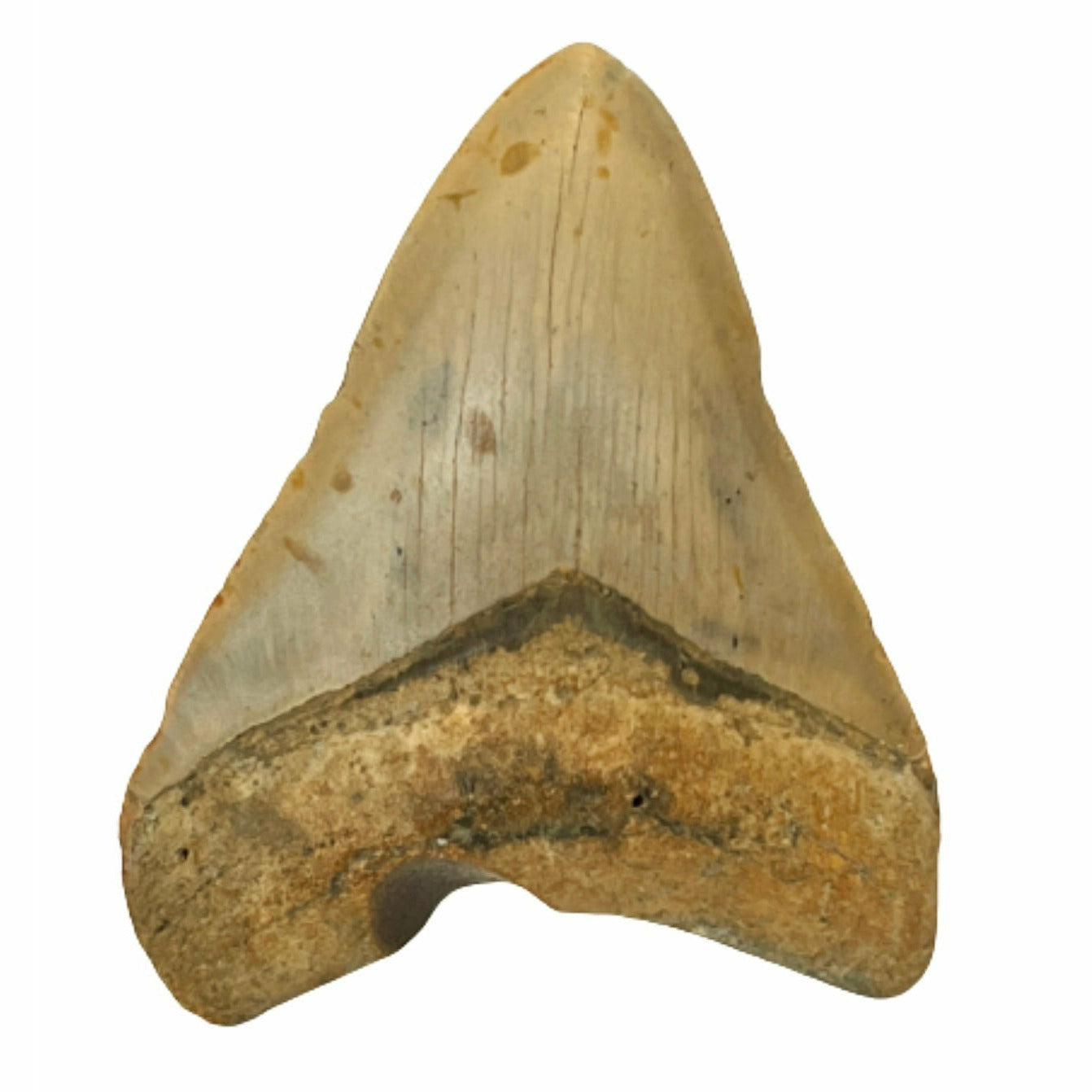 Genuine 4 Inches Megalodon Tooth With Worm Hole
