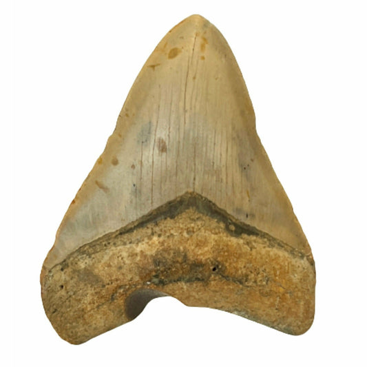 Genuine  4 Inches Megalodon Tooth With Worm Hole