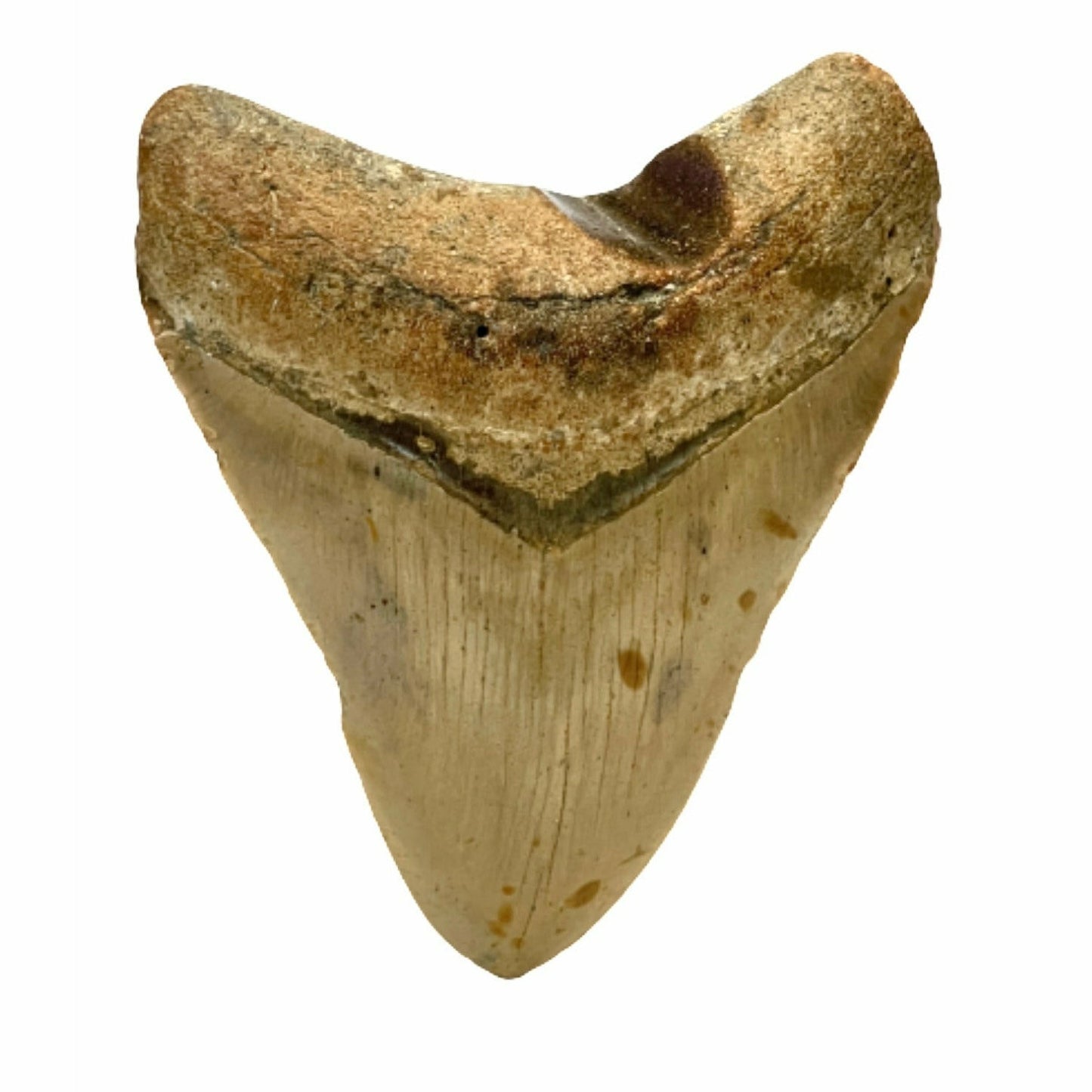Genuine 4 Inches Megalodon Tooth With Worm Hole