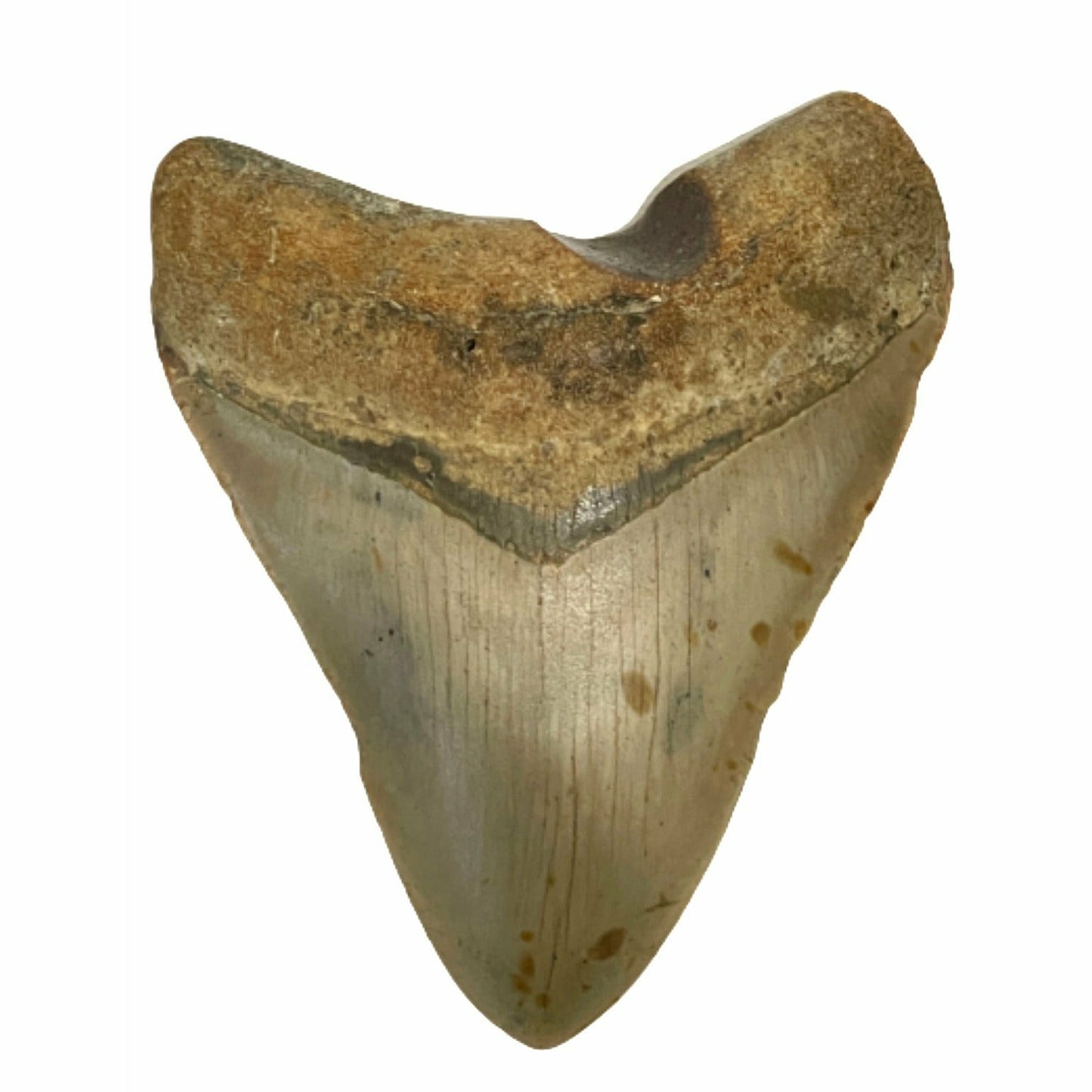 Genuine 4 Inches Megalodon Tooth With Worm Hole