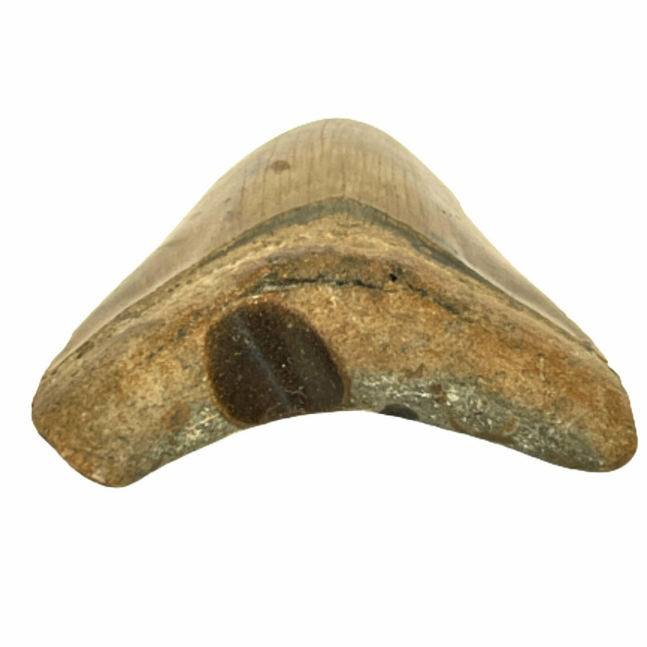 Genuine 4 Inches Megalodon Tooth With Worm Hole