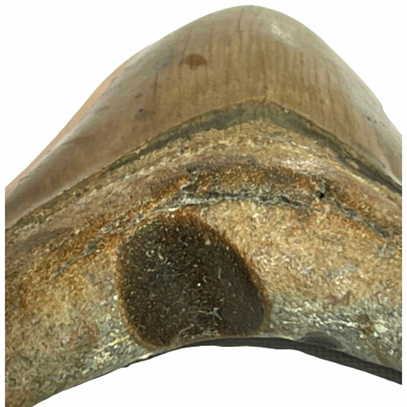 Genuine 4 Inches Megalodon Tooth With Worm Hole