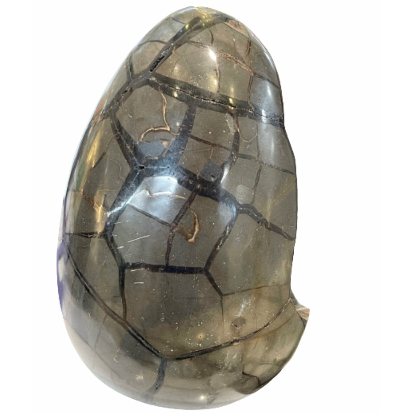 Genuine 9 Inches Fossilized Septerian Egg