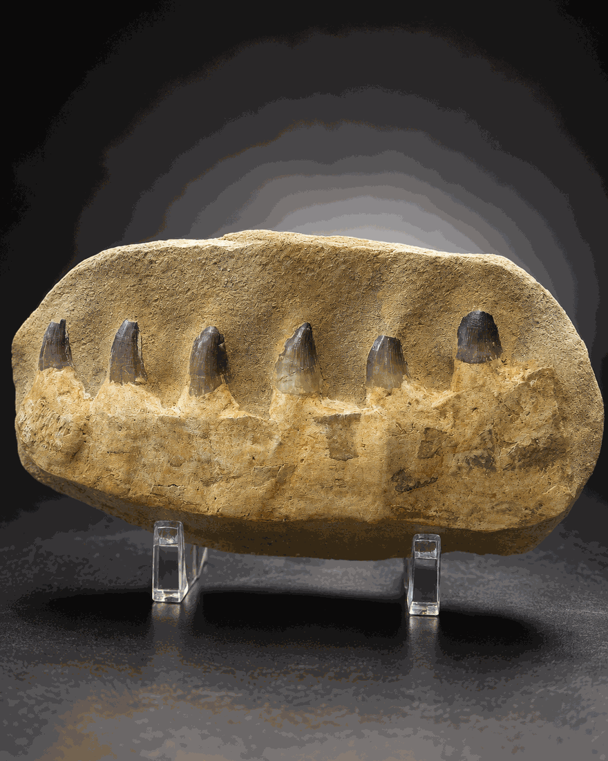 Fossils