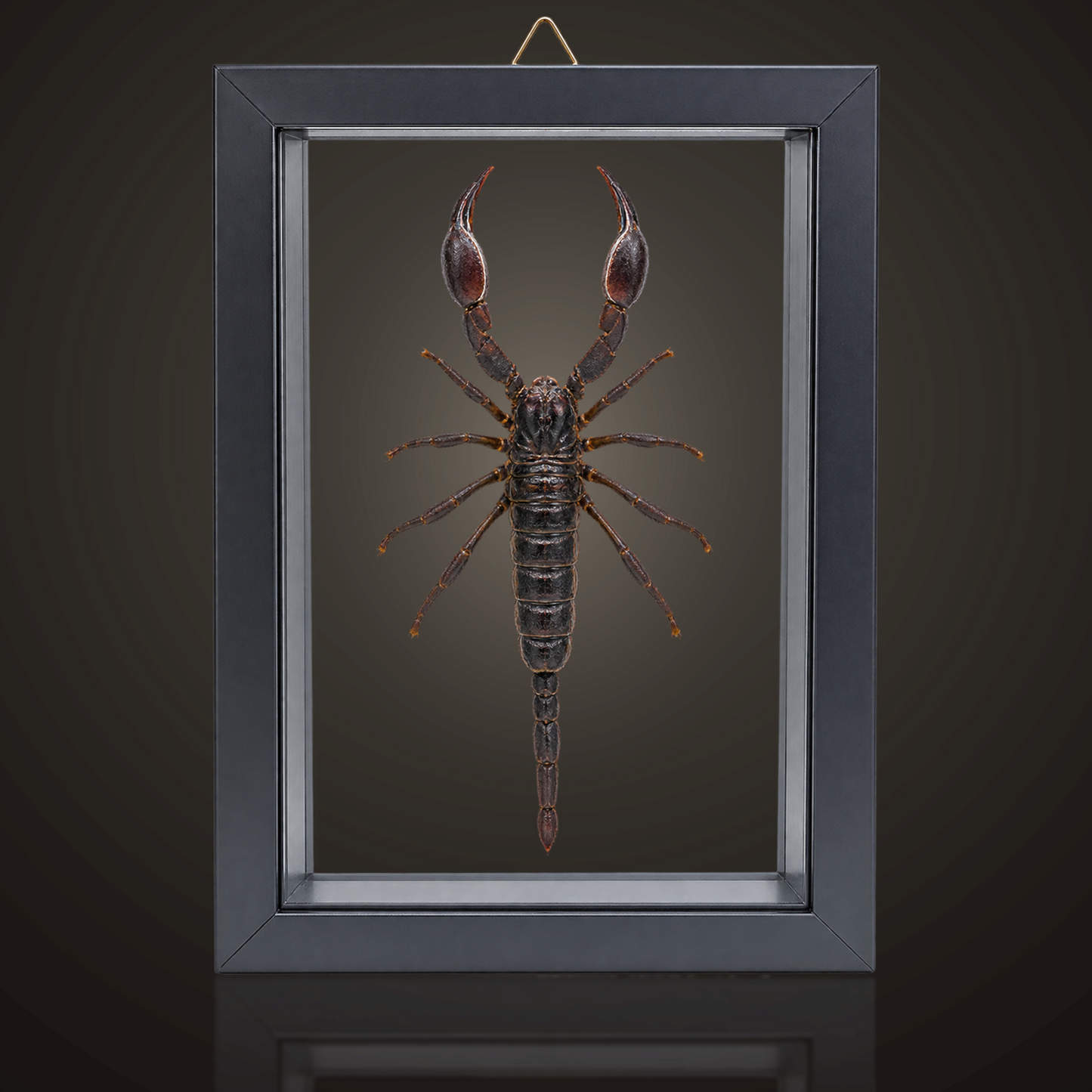 Framed Laos Forest Scorpion (Heterometrus laoticus)
