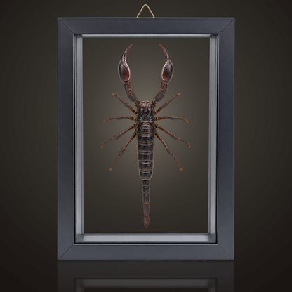 Framed Laos Forest Scorpion (Heterometrus laoticus)