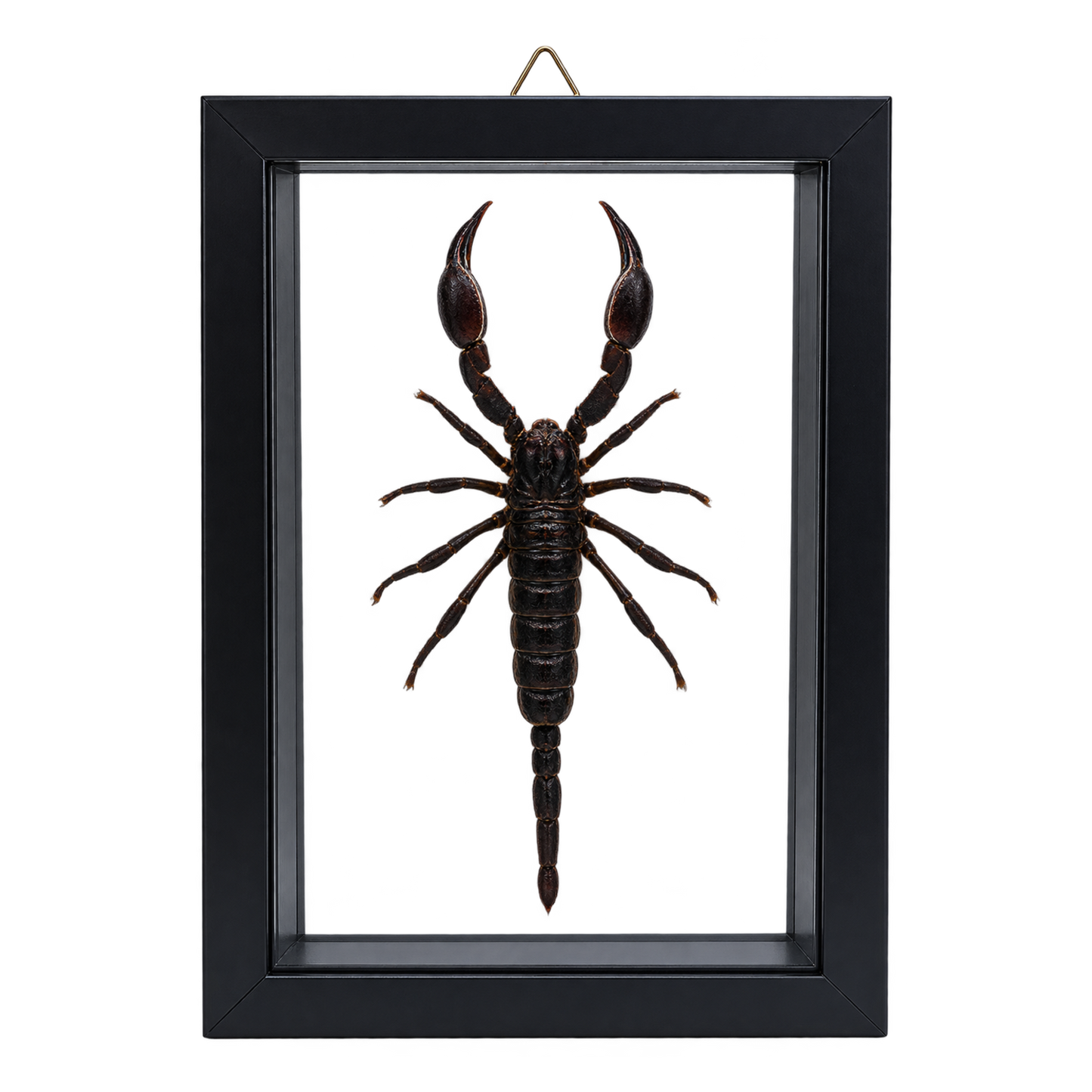 Framed Laos Forest Scorpion (Heterometrus laoticus)
