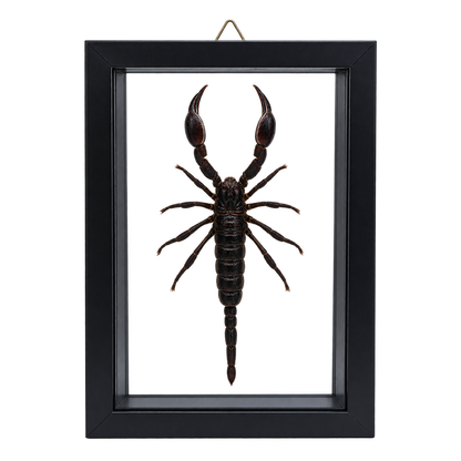 Framed Laos Forest Scorpion (Heterometrus laoticus)