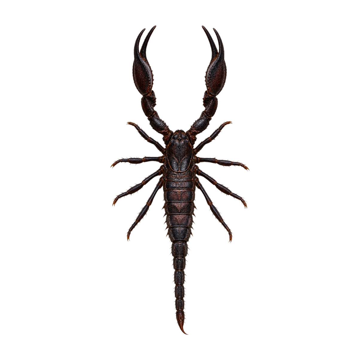 Framed Laos Forest Scorpion (Heterometrus laoticus)