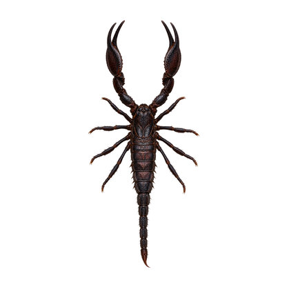 Framed Laos Forest Scorpion (Heterometrus laoticus)