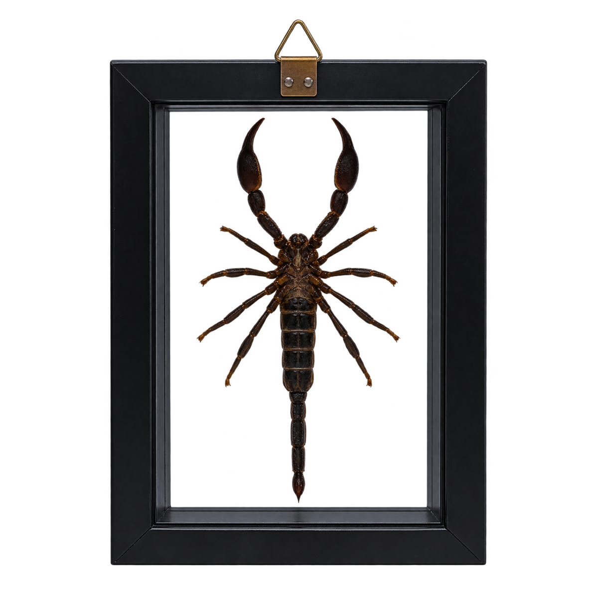 Framed Laos Forest Scorpion (Heterometrus laoticus)