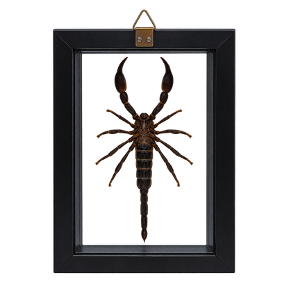Framed Laos Forest Scorpion (Heterometrus laoticus)