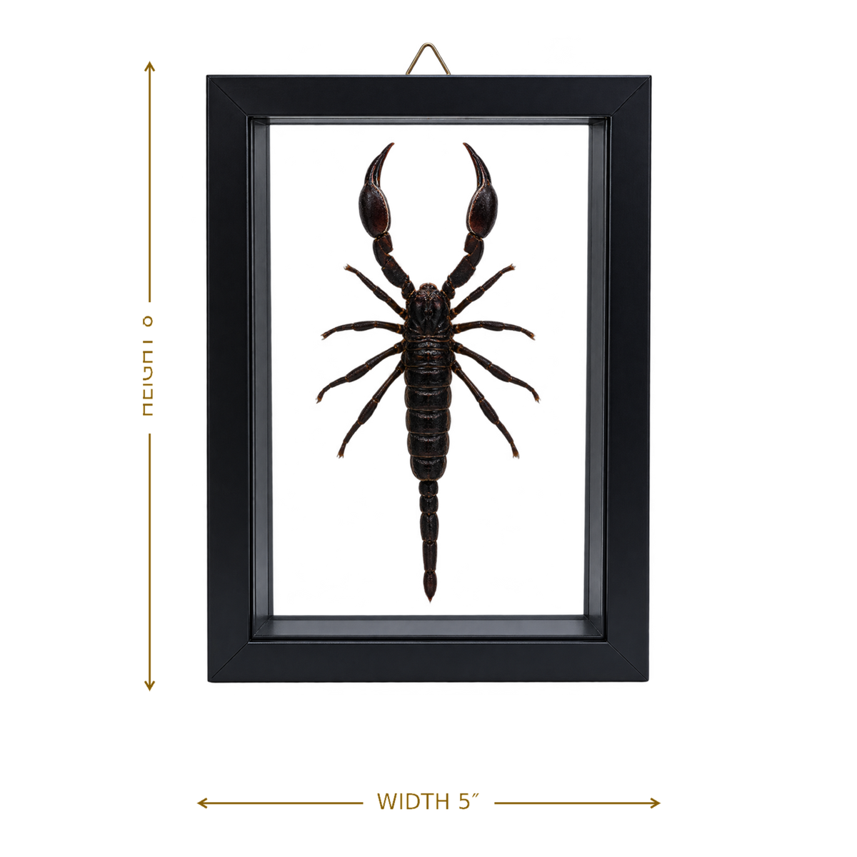 Framed Laos Forest Scorpion (Heterometrus laoticus)