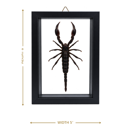 Framed Laos Forest Scorpion (Heterometrus laoticus)
