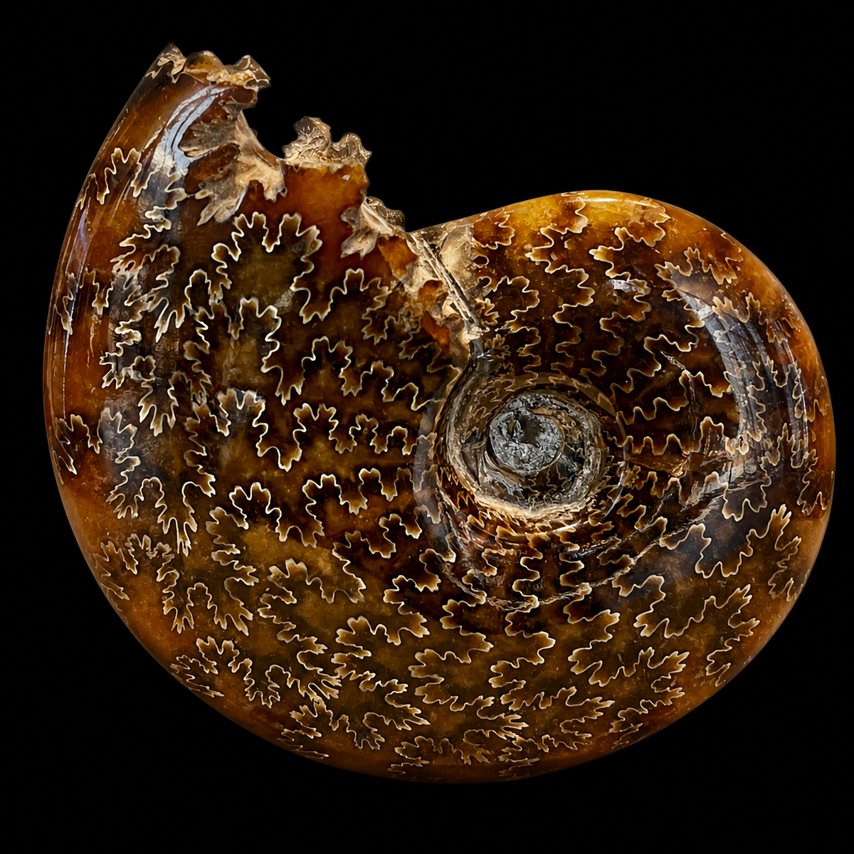 4 Inch Fossilized Ammonite