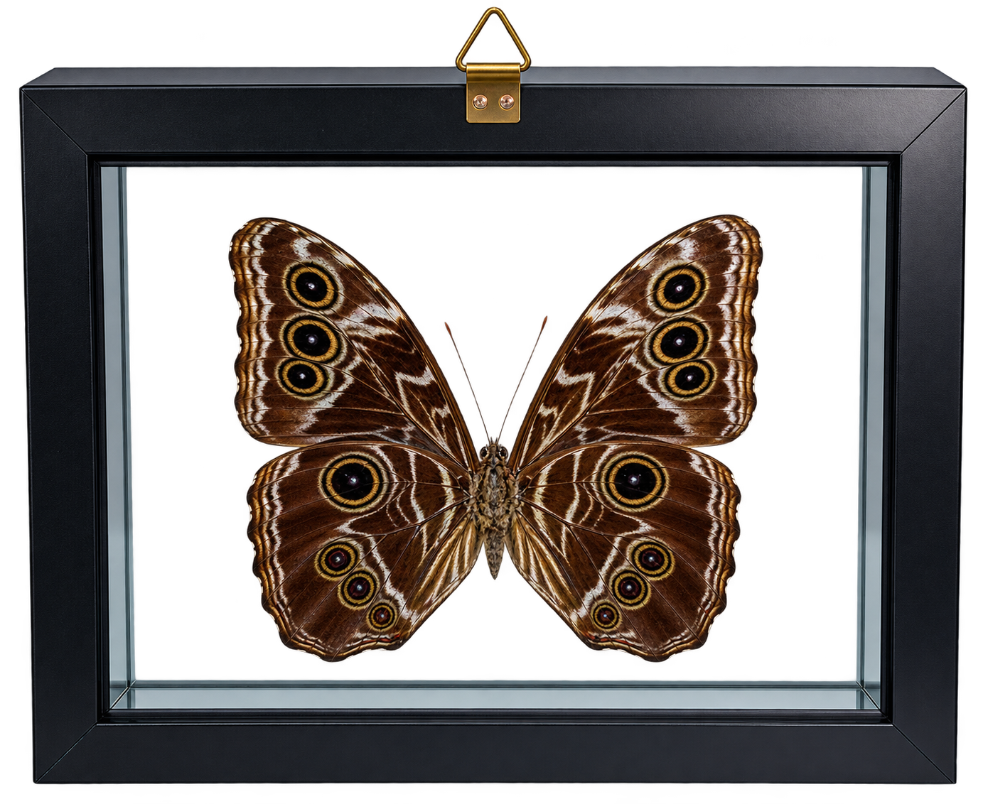 Framed Deidamia Morpho Butterfly – Double-Sided Display