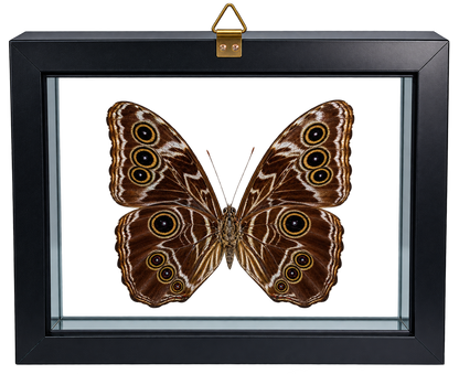 Framed Deidamia Morpho Butterfly – Double-Sided Display