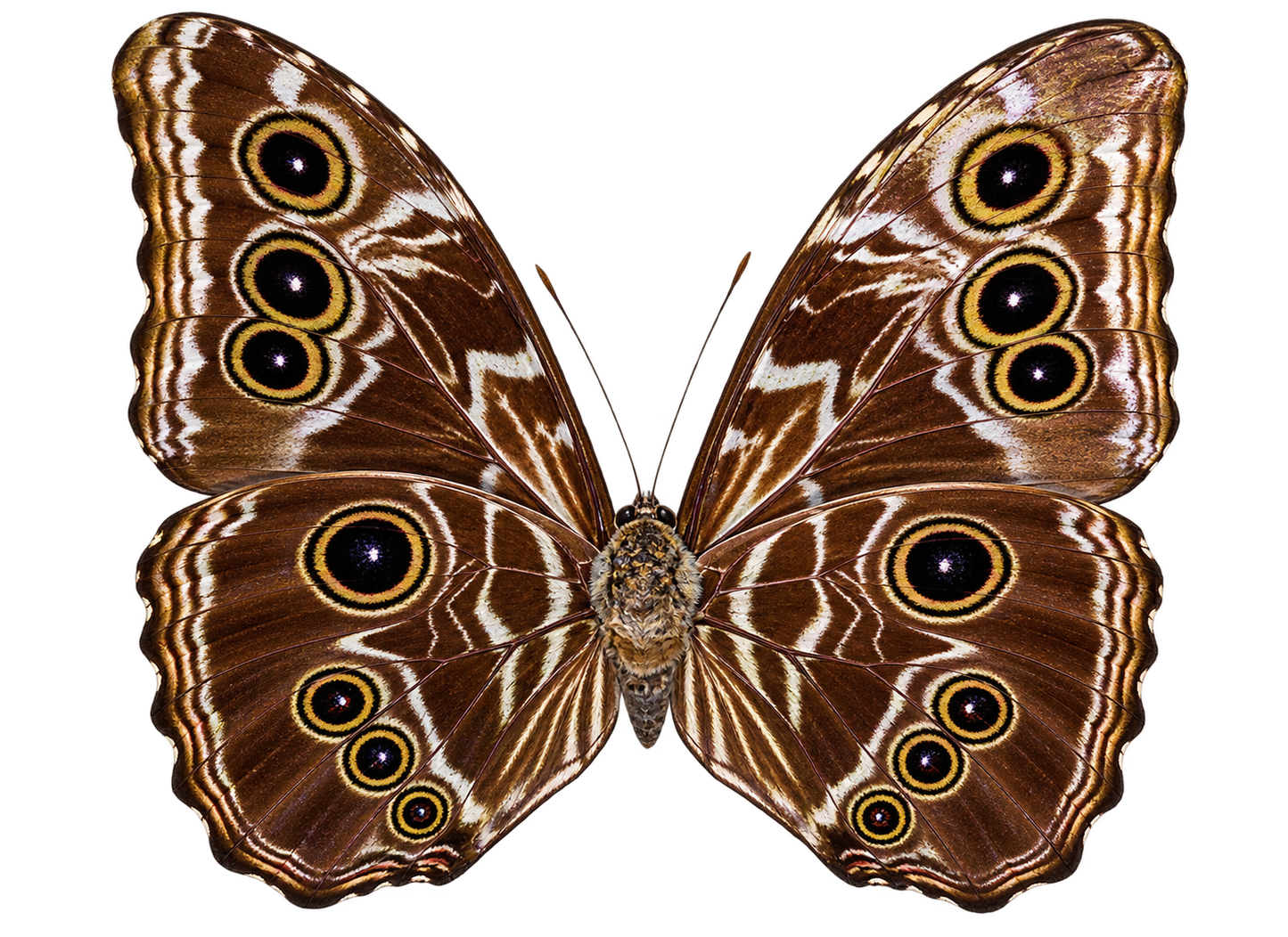 Framed Deidamia Morpho Butterfly – Double-Sided Display