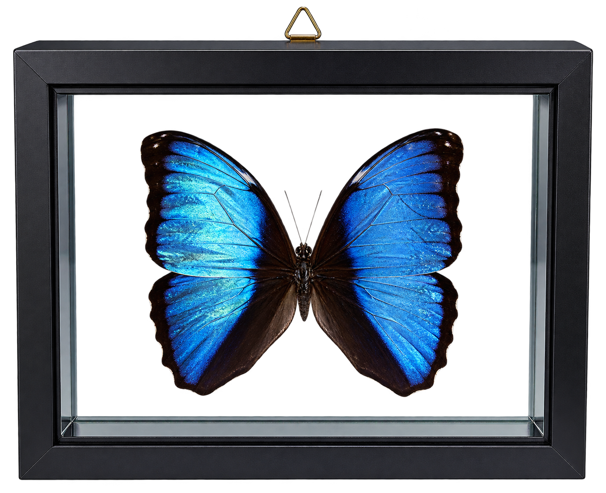 Framed Deidamia Morpho Butterfly – Double-Sided Display
