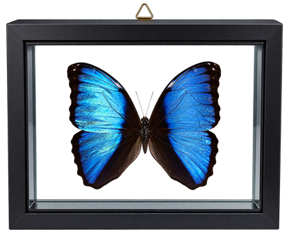 Framed Deidamia Morpho Butterfly – Double-Sided Display