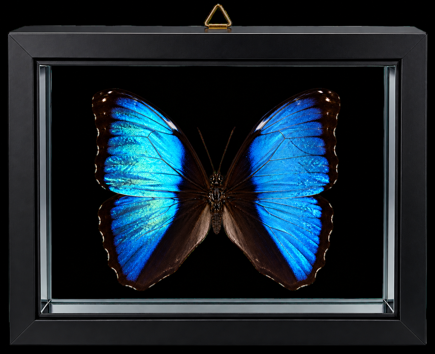 Framed Deidamia Morpho Butterfly – Double-Sided Display