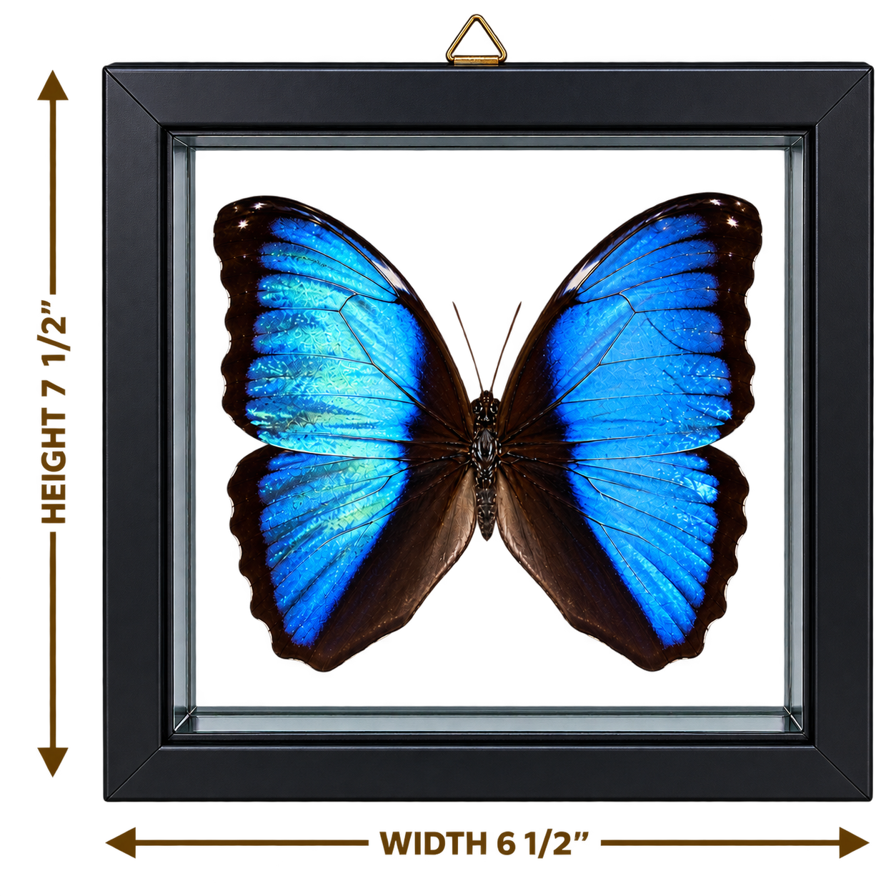 Framed Deidamia Morpho Butterfly – Double-Sided Display