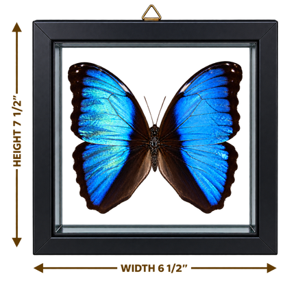 Framed Deidamia Morpho Butterfly – Double-Sided Display