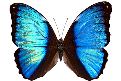 Framed Deidamia Morpho Butterfly – Double-Sided Display