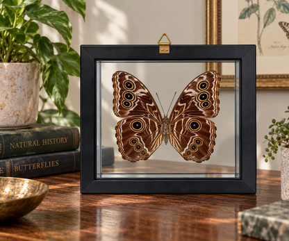 Framed Deidamia Morpho Butterfly – Double-Sided Display