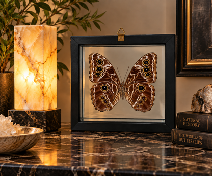 Framed Deidamia Morpho Butterfly – Double-Sided Display