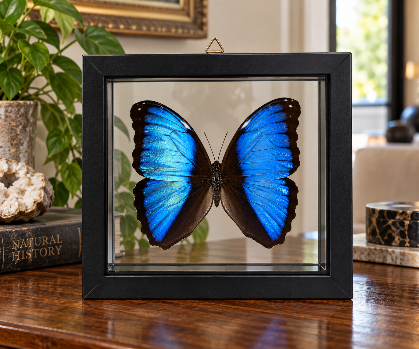 Framed Deidamia Morpho Butterfly – Double-Sided Display