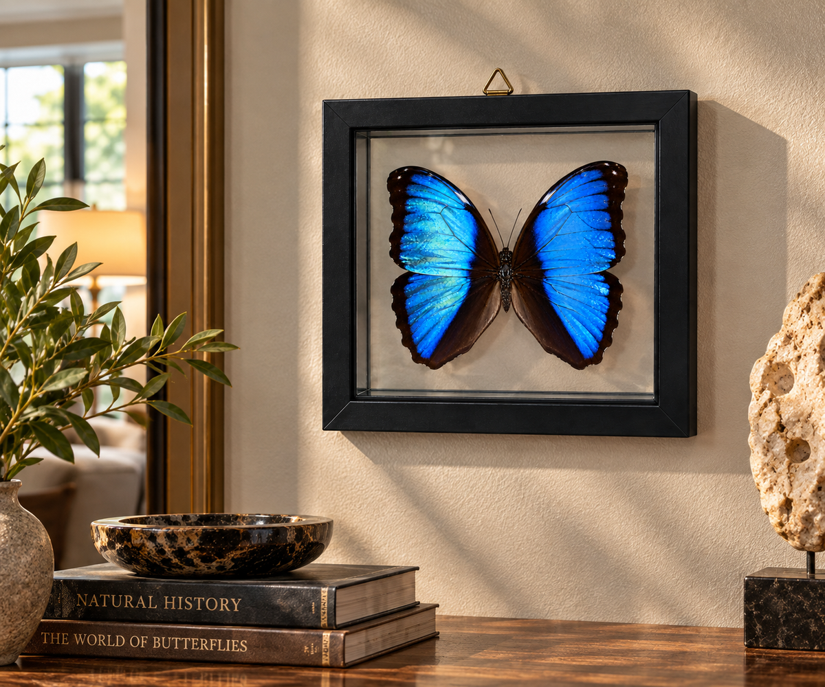 Framed Deidamia Morpho Butterfly – Double-Sided Display