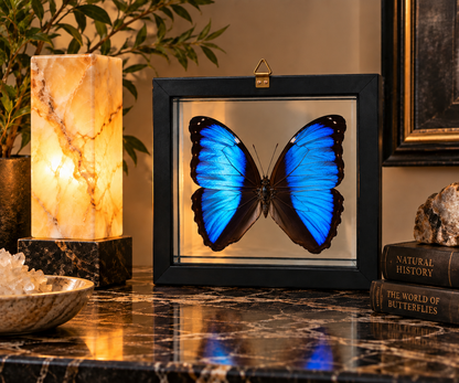 Framed Deidamia Morpho Butterfly – Double-Sided Display
