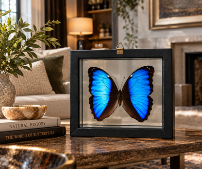 Framed Deidamia Morpho Butterfly – Double-Sided Display