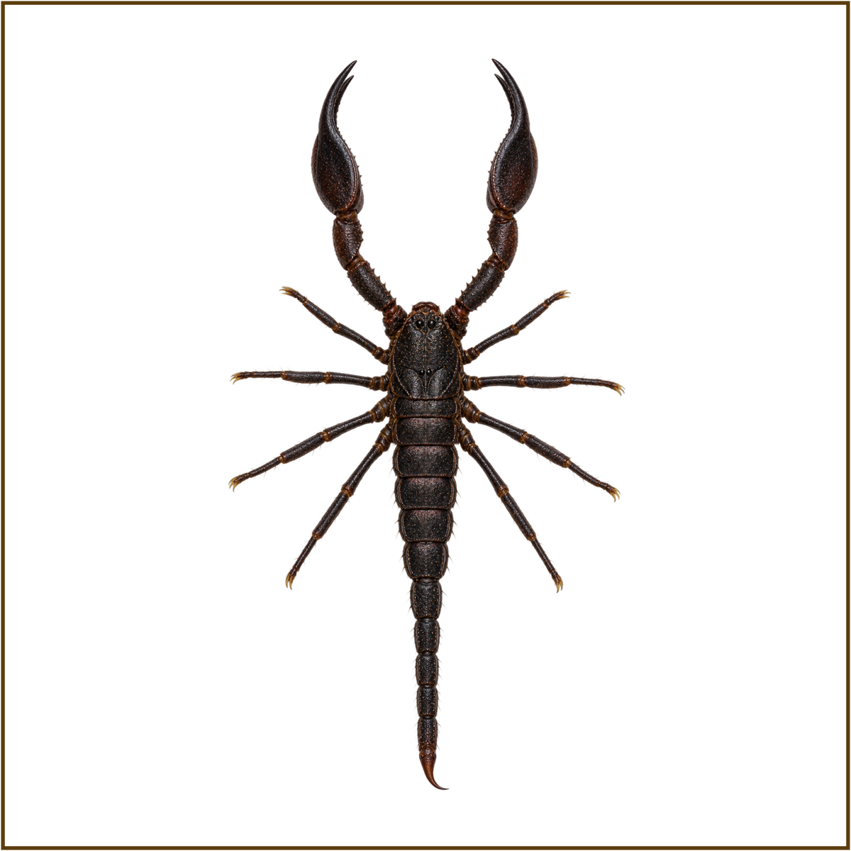 Framed Laos Forest Scorpion