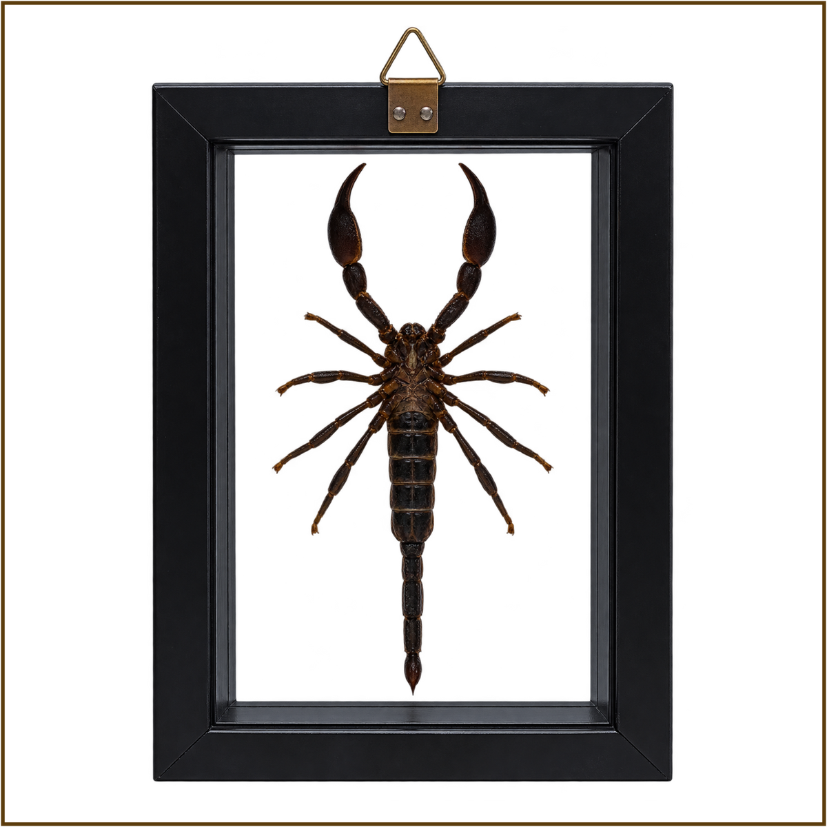 Framed Laos Forest Scorpion