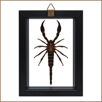 Framed Laos Forest Scorpion