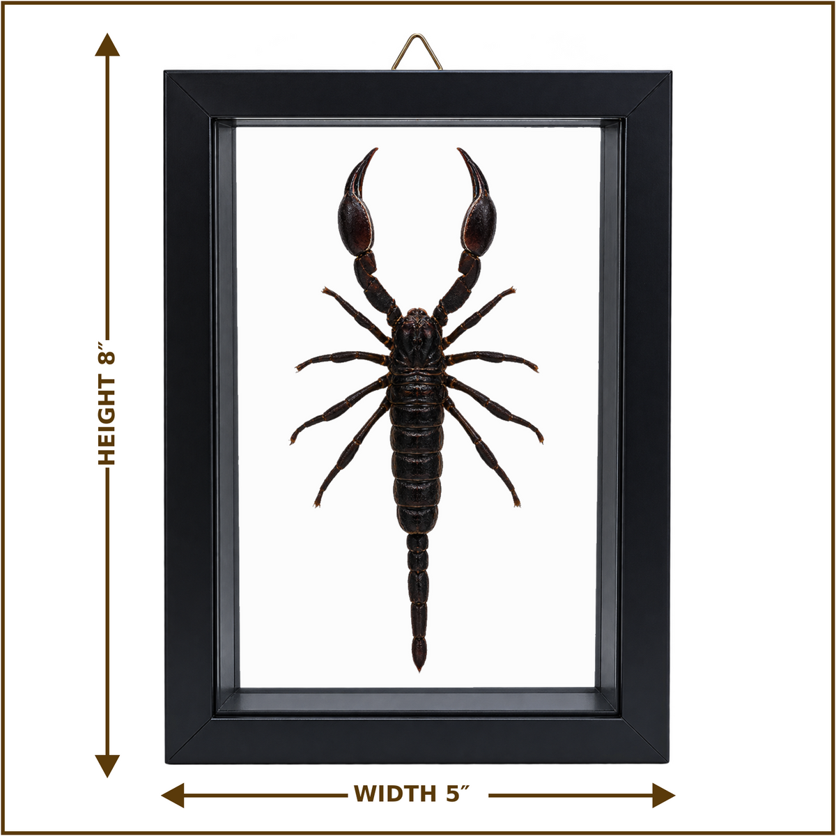 Framed Laos Forest Scorpion