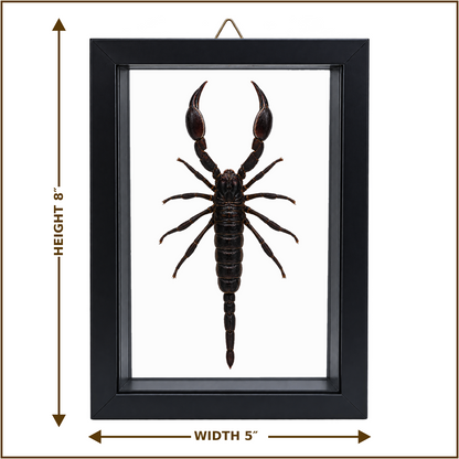Framed Laos Forest Scorpion