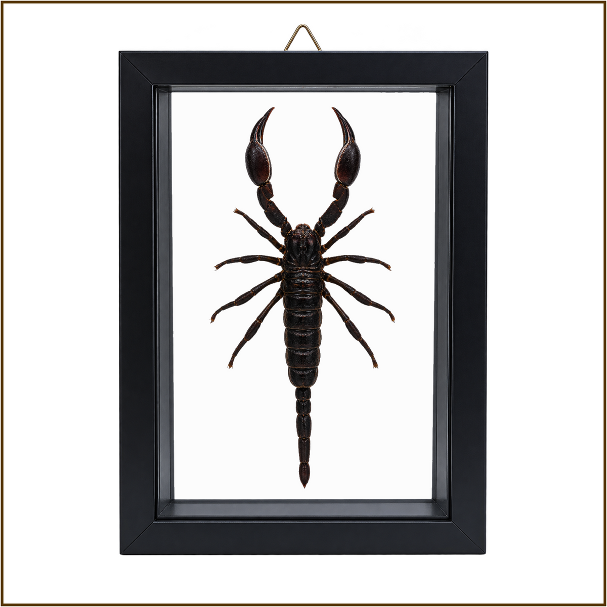 Framed Laos Forest Scorpion