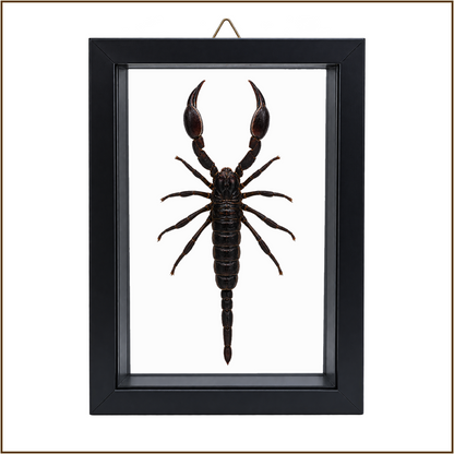 Framed Laos Forest Scorpion